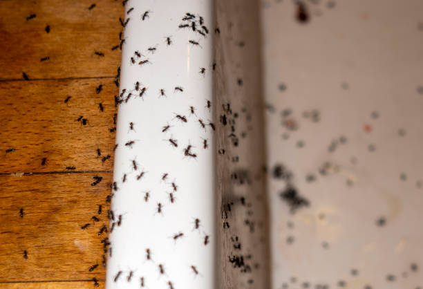 Best Mosquito Control Services  in Casa Grande, AZ